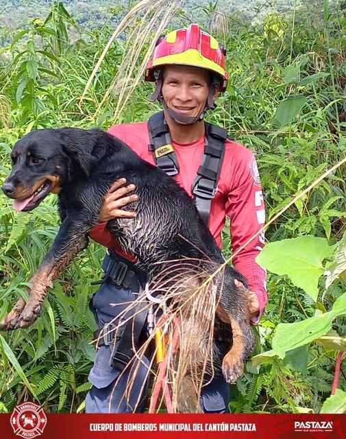|RESCATE ANIMAL|...