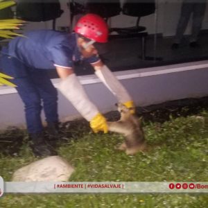| #AMBIENTE | #VIDASALVAJE | 
 Por llamado del Ecu911 a las 03:28 la unidad se d...