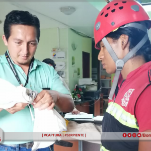 | #CAPTURA | #SERPIENTE |
 El Cuerpo de Bomberos Municipal del cantón Pastaza at...