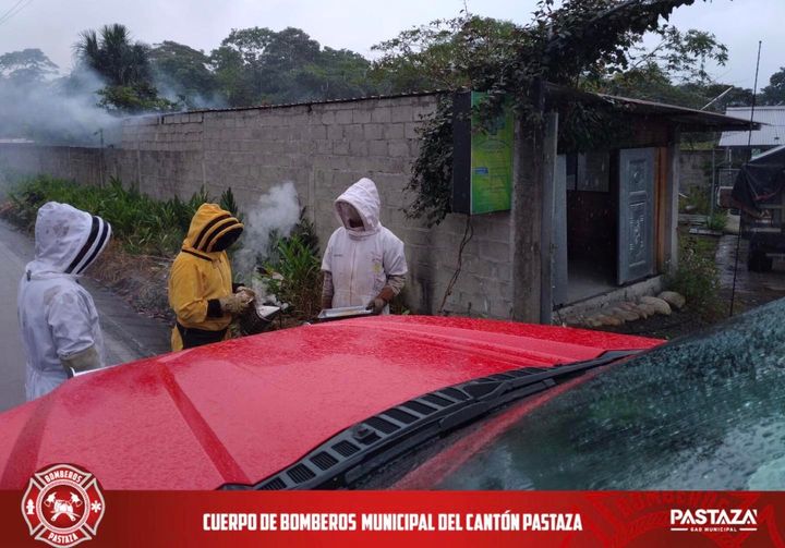 |CONTROL Y EVACUACIÓN DE ATAQUE DE ABEJAS|...