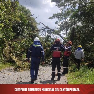 |CORTE DE ÁRBOL|...
