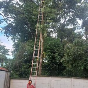 |CORTE DE ÁRBOL| 
 En la tarde de hoy el personal del Cuerpo de Bomberos de Pa...