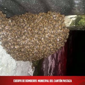 |RESCATE DE ABEJAS|...