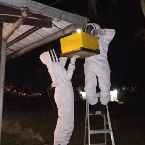 |RESCATE DE ABEJAS AFRICANIZADAS|...