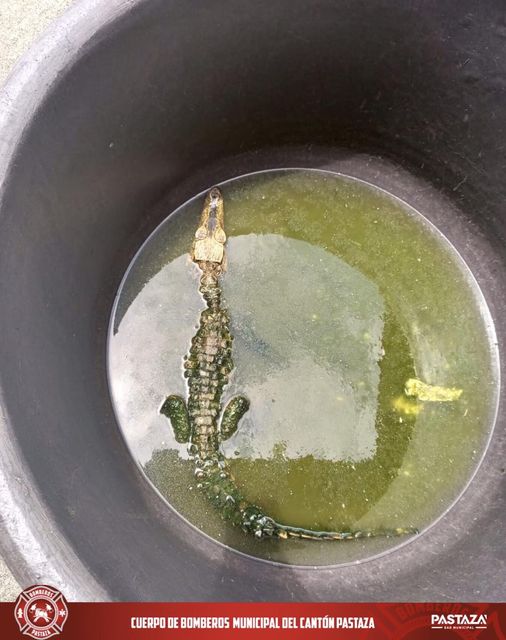 |RESCATE DE CAIMAN|...