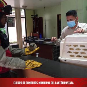 |RESCATE DE VIDA SILVESTRE|
 Por llamado del #ECU-911, la unidad R3 se dirigió...