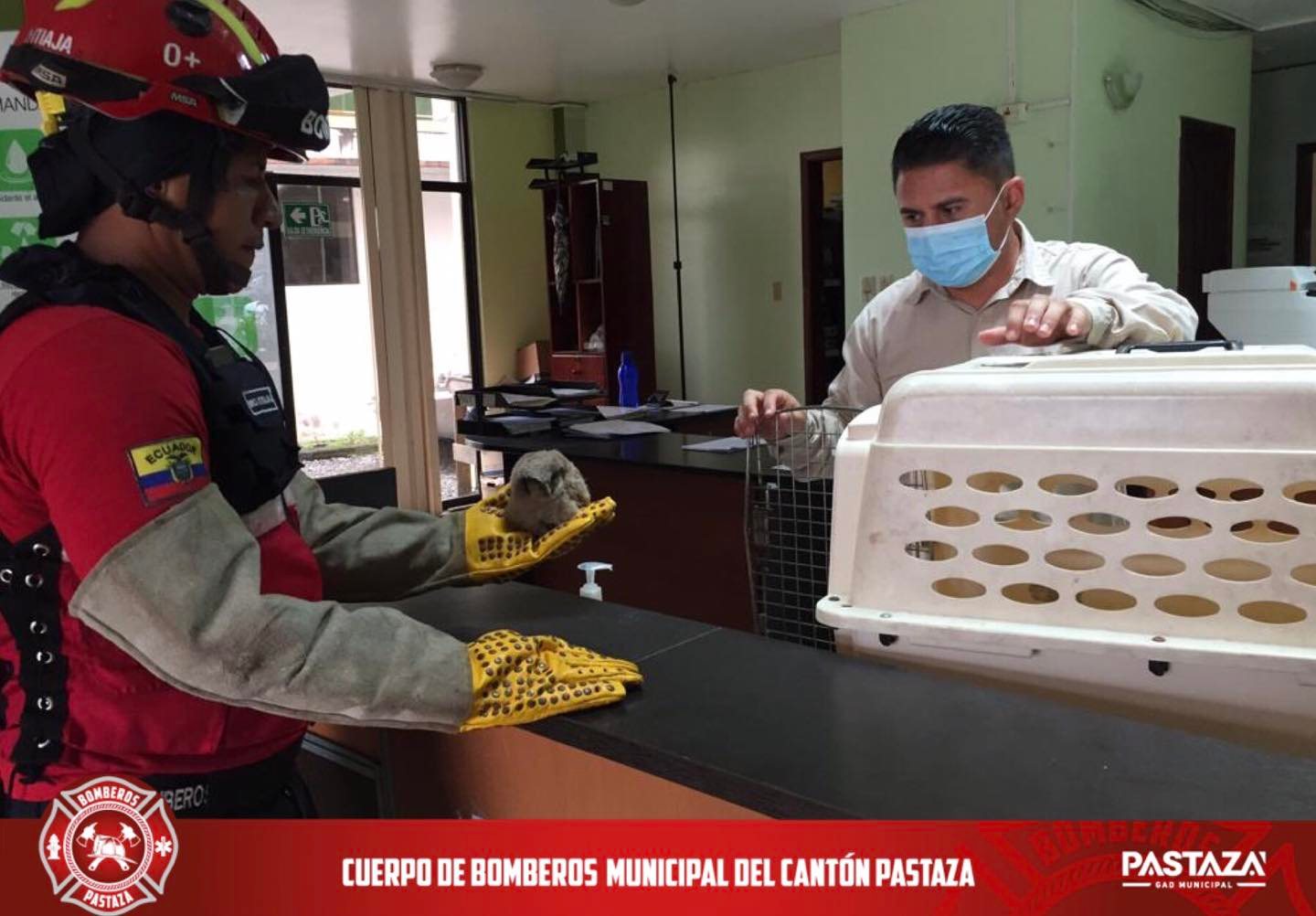 |RESCATE DE VIDA SILVESTRE|
 Por llamado del #ECU-911, la unidad R3 se dirigió...