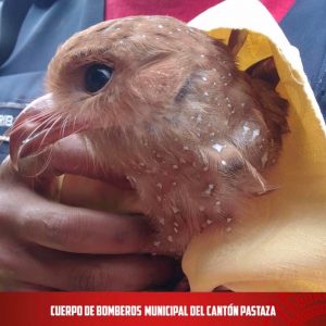 |RESCATE VIDA SILVESTRE|
 Nuestra unidad especializada en rescate de vida silv...