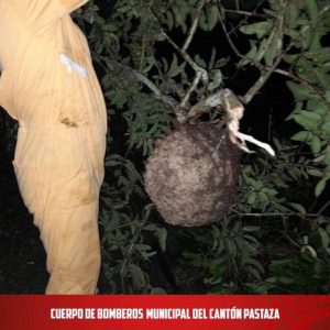 |RETIRO DE HORMIGAS|  
 Por llamado del ECU-911, la unidad B1 se dirigió al ba...