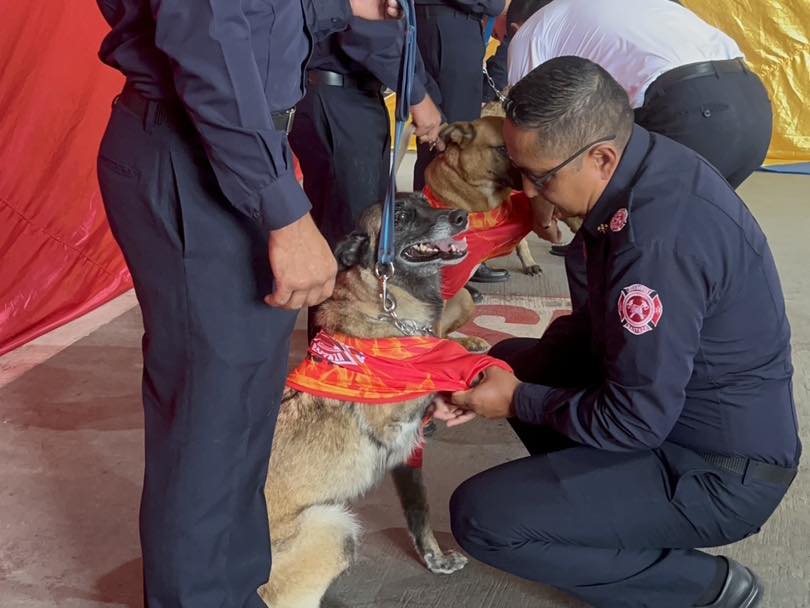 Donación de Canes
